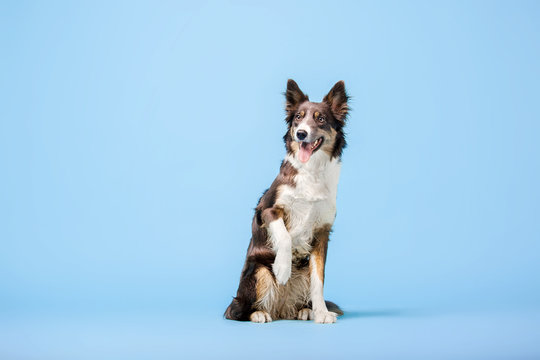 Border Collie Dog Sitting On Blue Background