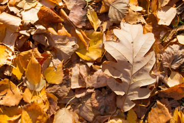 Red and Orange Autumn Leaves Background