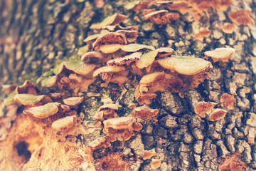 Obraz premium mushrooms or fungus on a tree