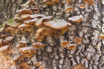 mushrooms or fungus on a tree