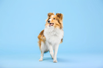 Shetland Sheepdog dog in the photo studio on the blue background
