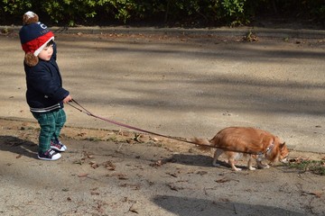 Infant to take a walk with Long Coat Chihuahua 1 year 7 months