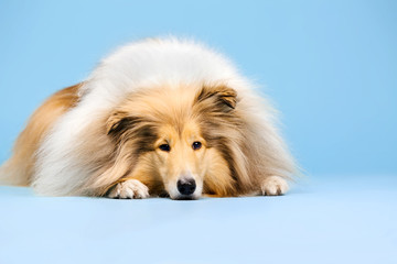 Cute Rough Collie dog on blue background