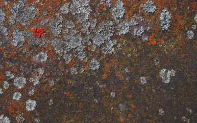Mold fungus on a brown rusty metal surface