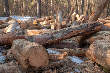 Stacked firewood in a pile outdoors close-up. A pile of chopped firewood ready for stacking. Preparation heating house in winter.