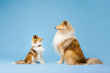 Cute Rough Collie dog and Shetland Sheepdog dog on blue background