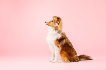 Fototapeta na wymiar Shetland Sheepdog dog in the photo studio on pink background