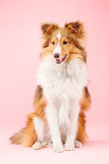 Shetland Sheepdog dog in the photo studio on pink background