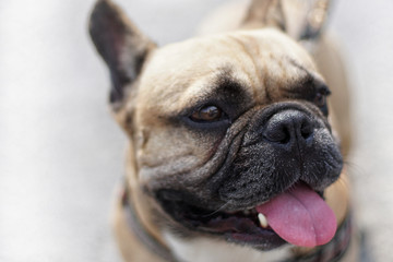 Fototapeta premium Close up of face french bulldog, Selective focus on nose, blurred for background and free space for text.