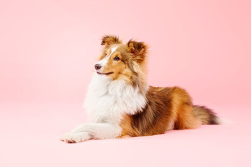 Shetland Sheepdog dog in the photo studio on pink background