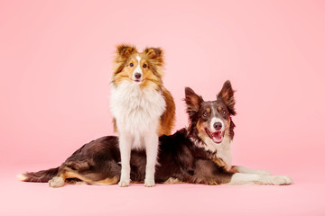 Border Collie dog and Shetland Sheepdog dog in the photo studio on pink background