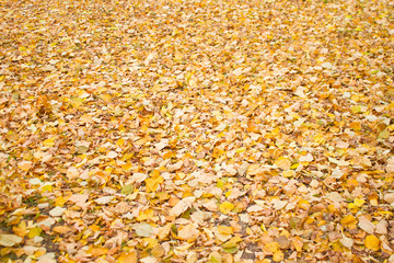 Leaves Changing Colors