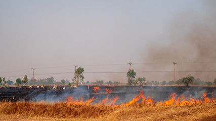 Farmers are burning rice stubble in the rice fields.