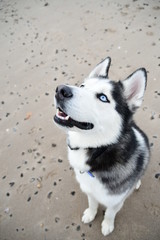 siberian husky in the snow