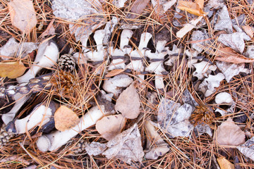 bones on the ground