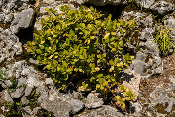 Green bush and leaves of crassula plant in a summer garden