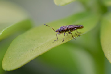 Sawtoothed grain beetle macro close-up