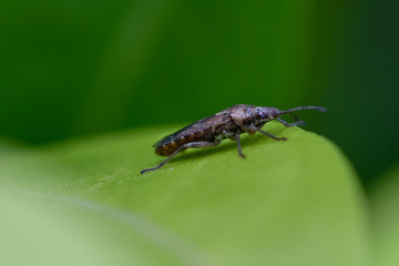 Sawtoothed grain beetle macro close-up