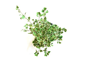 Top view of green house plant isolated on white background