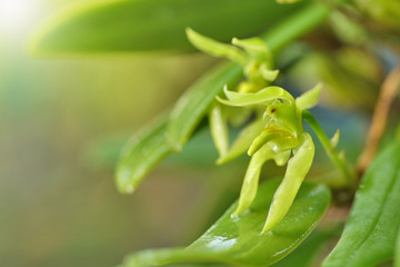 Bulbophyllum lasiochilum alba on the mighty tree, The species orchids is Bulbophyllum lasiochilum alba from Thailand on nature background, selective focus and free space for text.