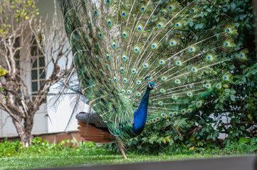 Indian Peacock or Blue Peacock, (Pavo cristatus), looking to right showing upright feathers and some brown feathers on rump
