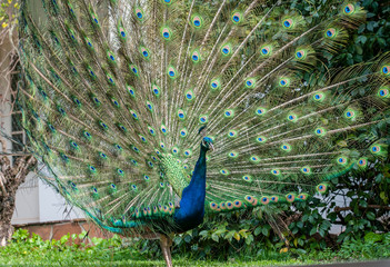 Obraz premium Indian Peacock or Blue Peacock, ( Pavo cristatus ), showing upright feathers in a fan and ready for courtship