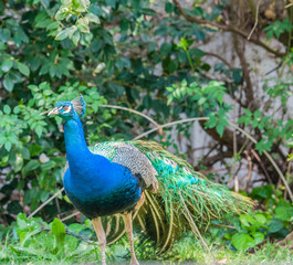 Obraz premium Indian Peacock or Blue Peacock, ( Pavo cristatus ), facing camera and showing blue feathers on neck and upper body and and crest and eye visible