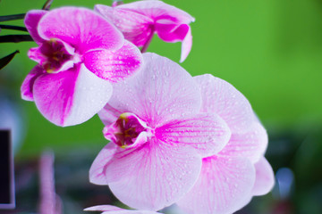 Unique white and pink orchid with a droplet and water on the flowers, close-up on a green background. Orchid phalaenopsis (orchid butterfly), epiphyte