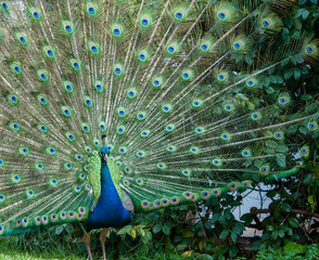 Indian Peacock or Blue Peacock, ( Pavo cristatus ), facing camera showing upright feathers in a fan and ready for courship