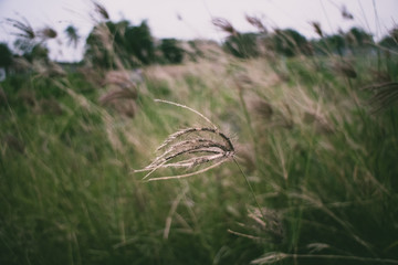 swollen finger grass.