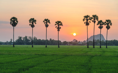 Sunset between the line of sugar palm tree with green rice field.