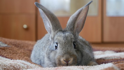 rabbit on a blue background