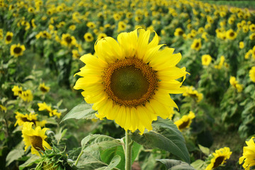 Fototapeta premium field of sunflowers