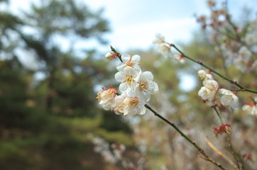 日本の美しい梅の花