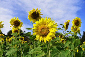 sunflower in the field
