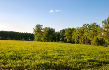 Beautiful nature of central Russia: green summer forest