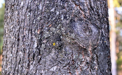 Background. Dark bark of a tree. With blurring around the edges.