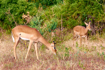 View of grazing antelope. Safari Tsavo Park in Kenya - Africa.