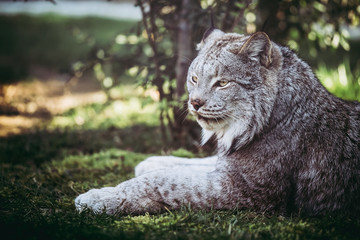 Lynx du Canada