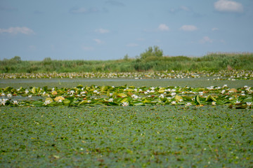 european white water lilly (nymphaea alba) in Danube Delta, Romania
