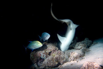 Nurse Shark close up on black at night