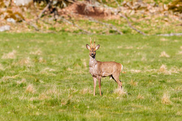 Roebuck on a grass meadow looking at the camera