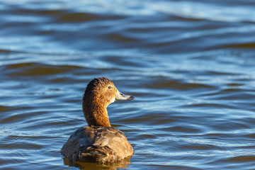 Common Pochard female looking aside