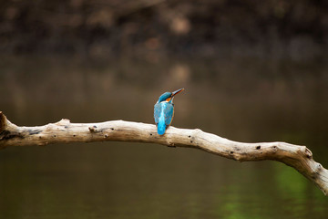 Common kingfisher, Alcedo atthis sitting on a branch, Maharashtra, India.