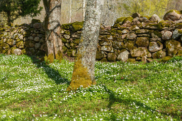 Flowering Wood anemone flowers at a stone wall