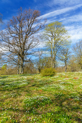 Flowering Wood anemone flowers  in a beautiful landscape