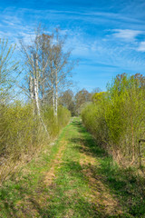Obraz premium Dirt road in a lush forest in spring