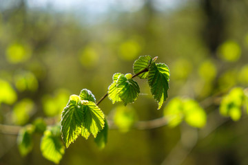 Newly cut leaves on a tree branch in sunshine