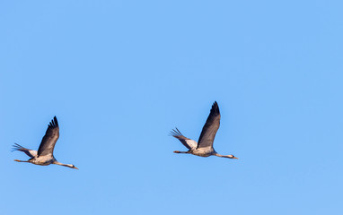Pair of cranes flying in the blue sky at spring