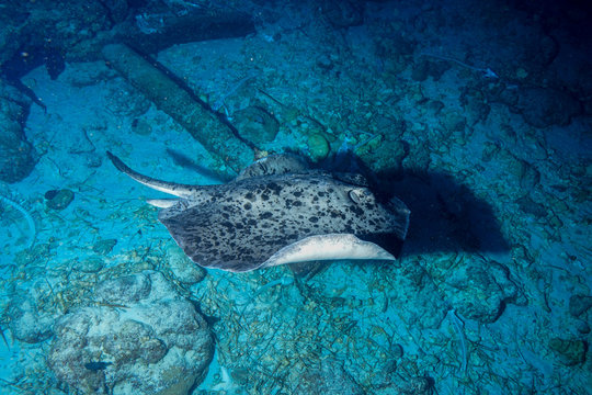 Stingray At Stingray City, Maldives